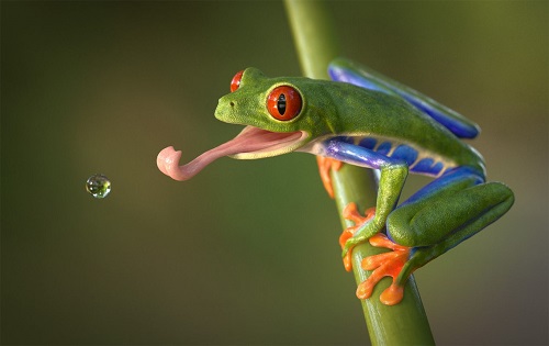 amphibians in Spanish
