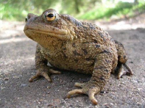 Ranas y Sapos