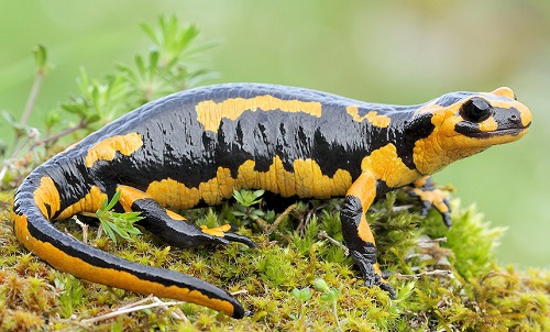 amphibians in Spanish