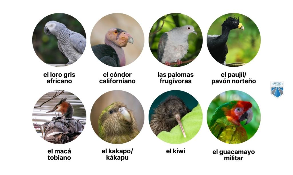 birds