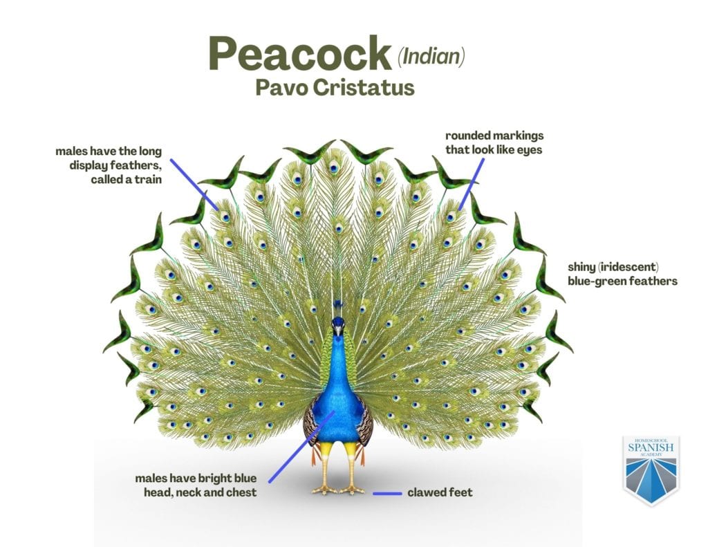 Peacock in Spanish