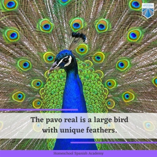 Peacock in Spanish