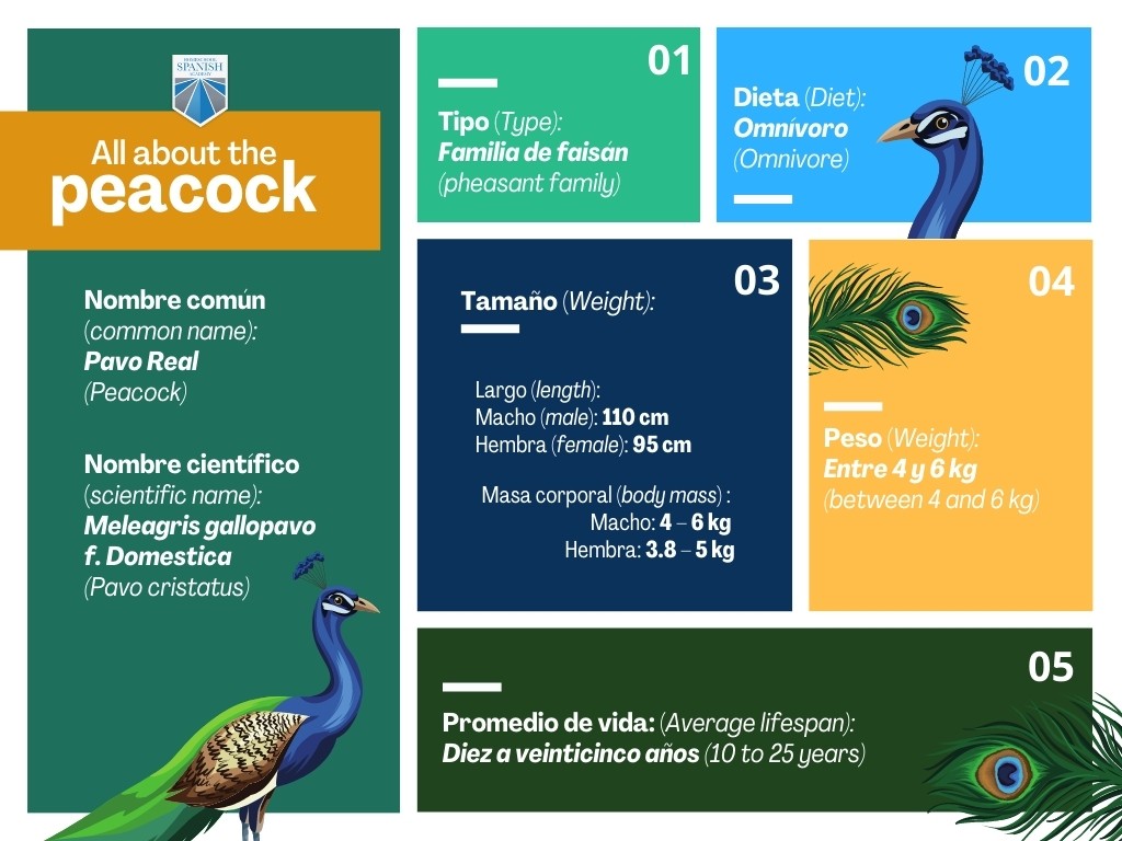 Peacock in Spanish
