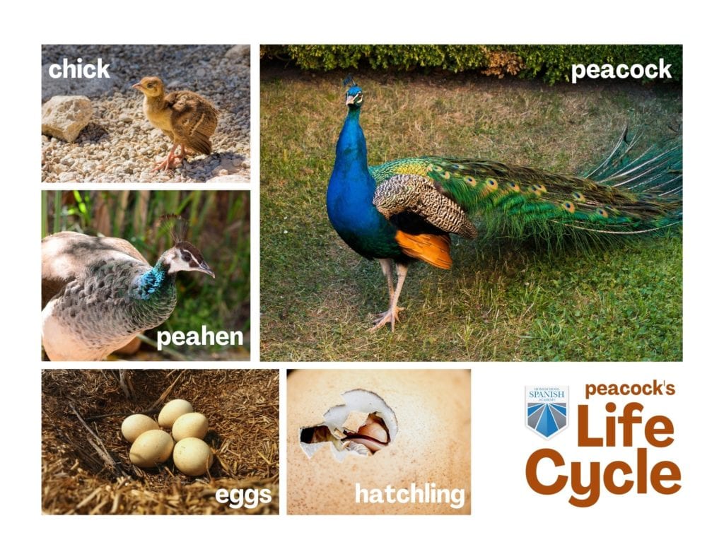 Peacock in Spanish